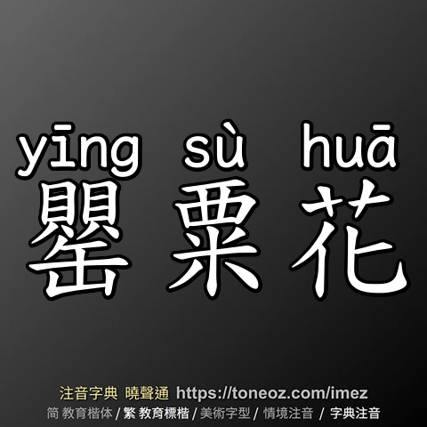 罌粟花