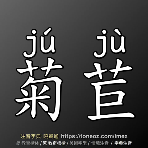 菊苣