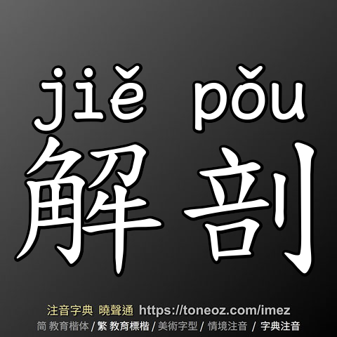 解剖